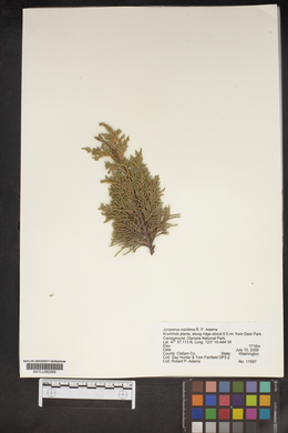 Juniperus maritima image