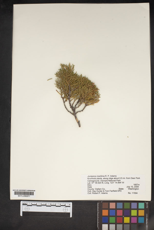 Juniperus maritima image