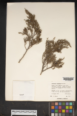 Image of Juniperus comitana
