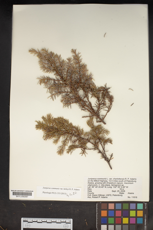 Juniperus communis var. kelleyi R.P. Adams image