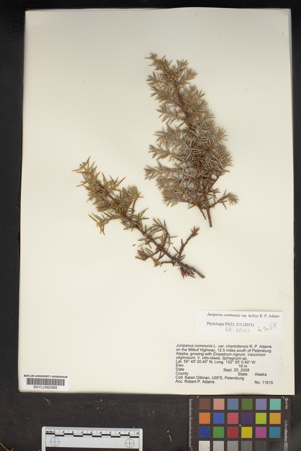 Juniperus communis var. kelleyi R.P. Adams image