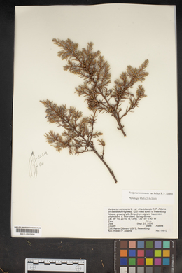 Juniperus communis var. kelleyi image
