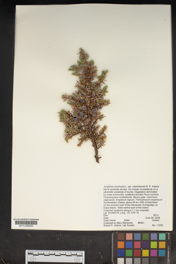 Juniperus communis var. saxatilis image