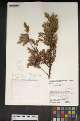 Juniperus communis var. saxatilis image