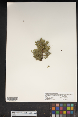 Cupressus arizonica var. stephensonii image