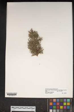 Cupressus arizonica var. stephensonii image