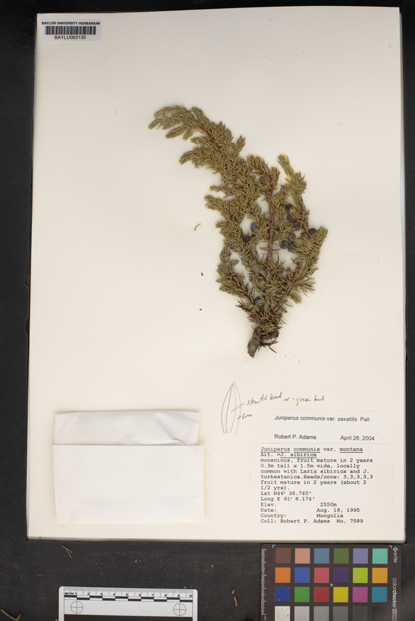 Juniperus communis var. saxatilis image