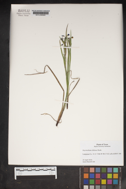 Sisyrinchium chilense image