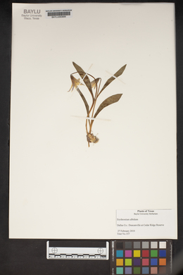 Erythronium albidum image