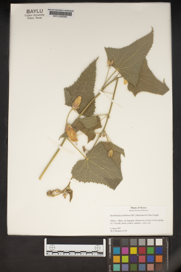 Kosteletzkya tubiflora image