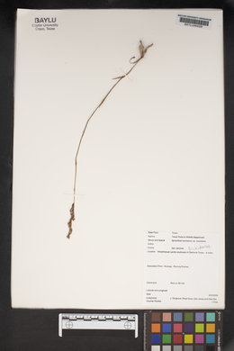 Spiranthes brevilabris var. brevilabris image