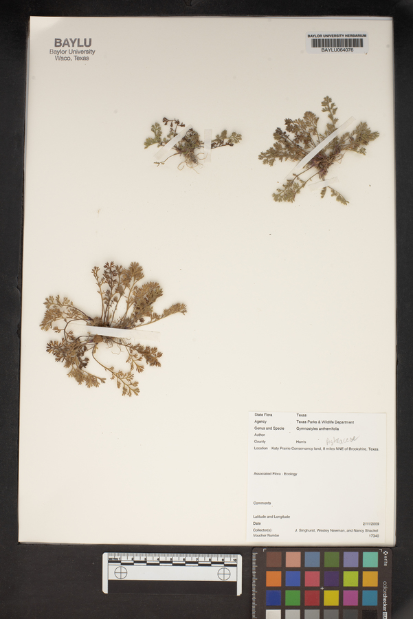 Gymnostyles anthemifolia image