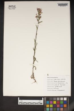 Castilleja indivisa image