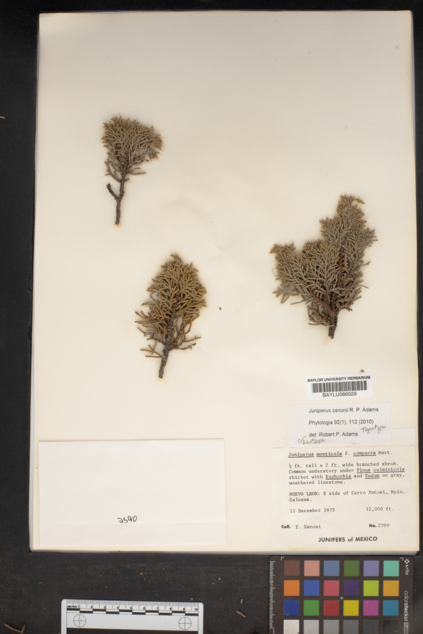 Juniperus zanonii image