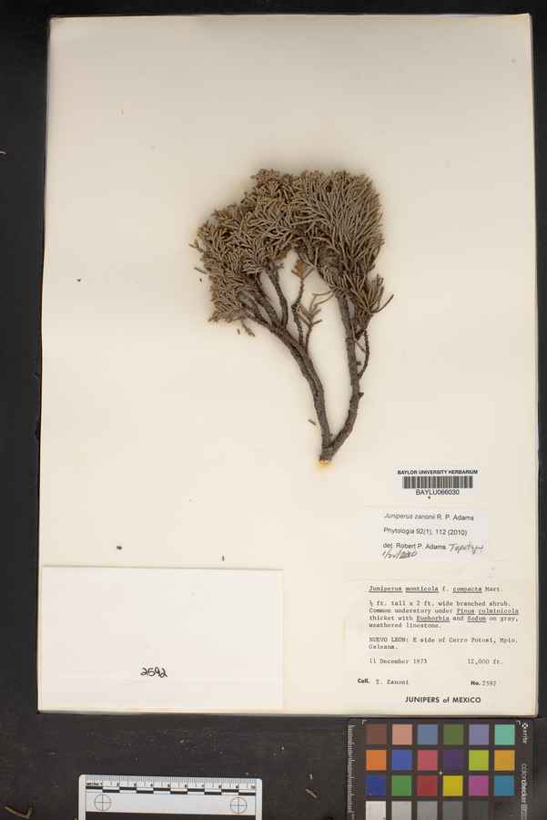 Juniperus zanonii image
