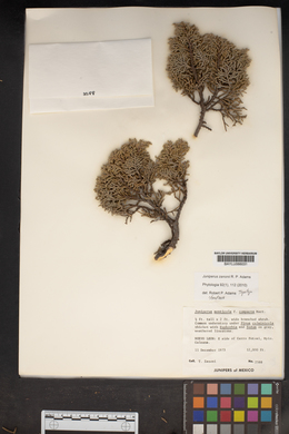 Juniperus zanonii image