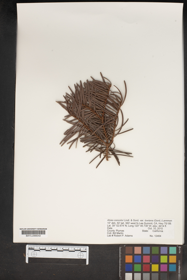 Abies concolor var. lowiana image