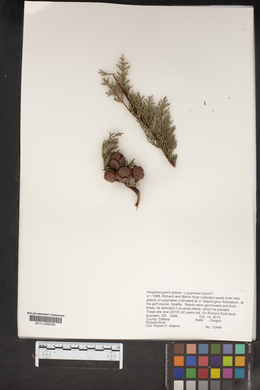 Cupressus goveniana var. goveniana image