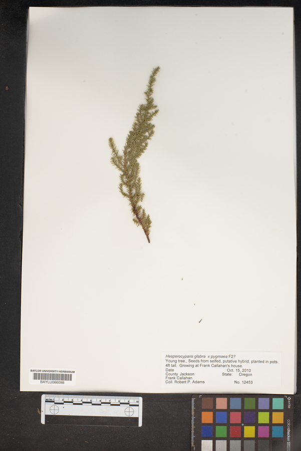 Cupressus goveniana var. goveniana image