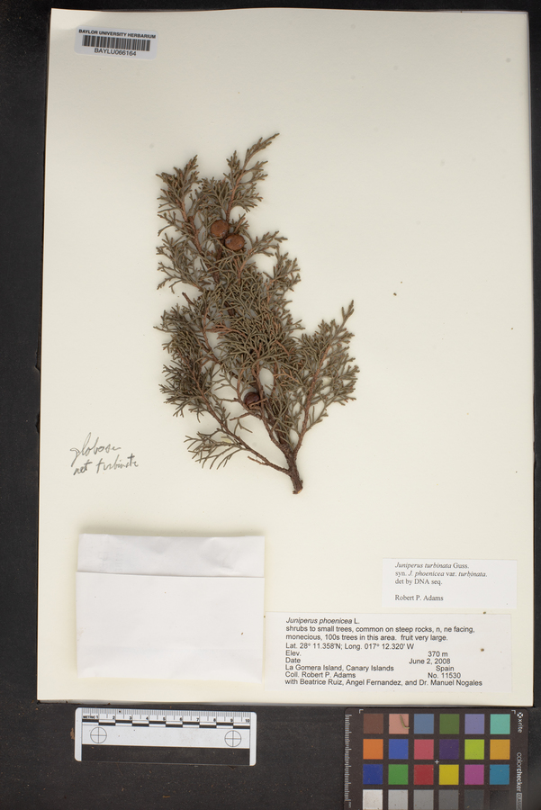 Juniperus phoenicea image
