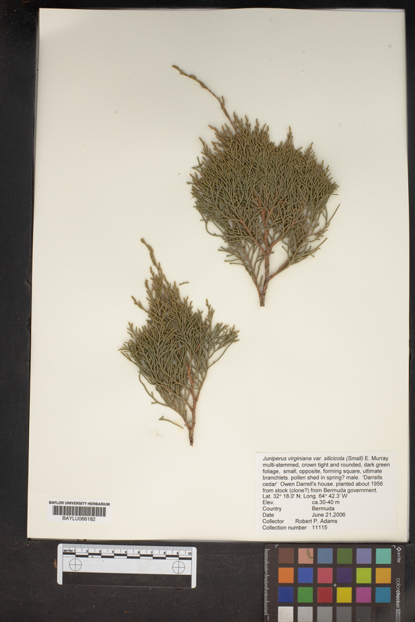 Juniperus virginiana var. silicicola image
