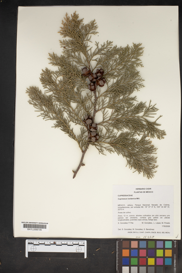 Cupressus lusitanica image