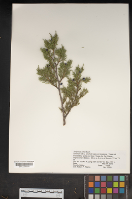 Juniperus ashei image