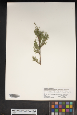 Juniperus ashei image