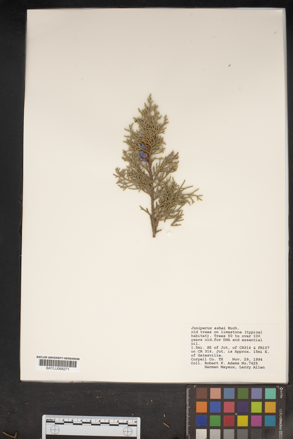 Juniperus ashei image