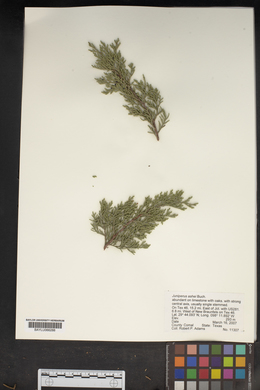 Juniperus ashei image