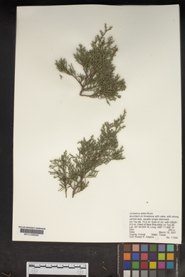 Juniperus ashei image