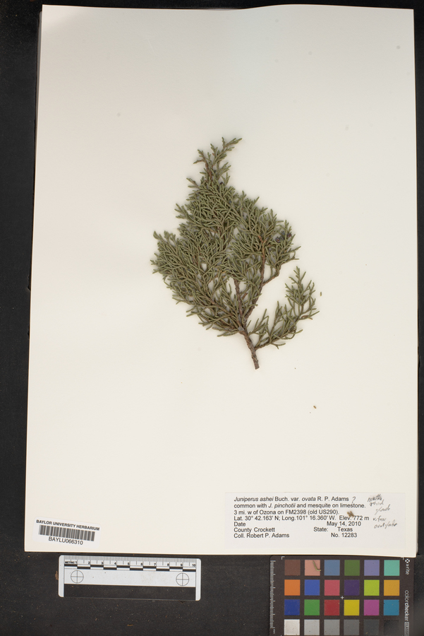 Juniperus ashei var. ovata image
