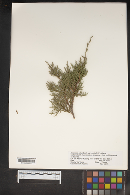 Juniperus ashei var. ovata image
