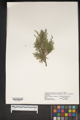 Juniperus ashei var. ovata image