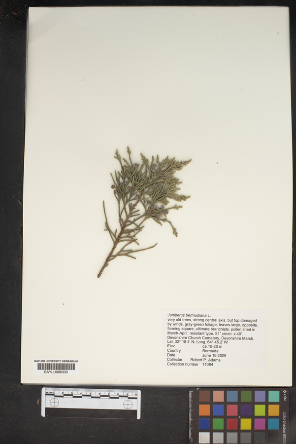 Juniperus bermudiana image