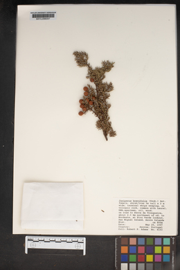 Juniperus brevifolia image