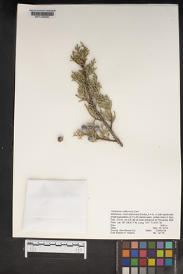 Juniperus californica image