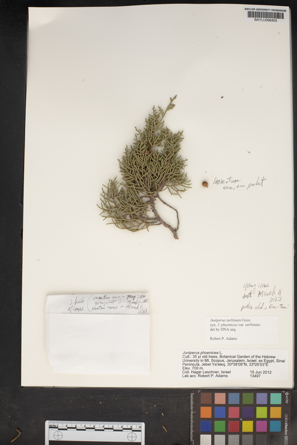 Juniperus phoenicea image