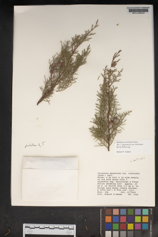 Juniperus phoenicea image