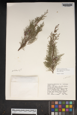 Juniperus phoenicea subsp. turbinata image