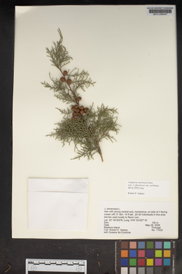 Juniperus phoenicea subsp. turbinata image