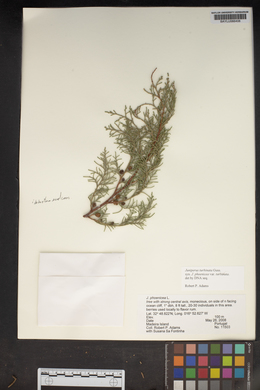 Juniperus phoenicea image
