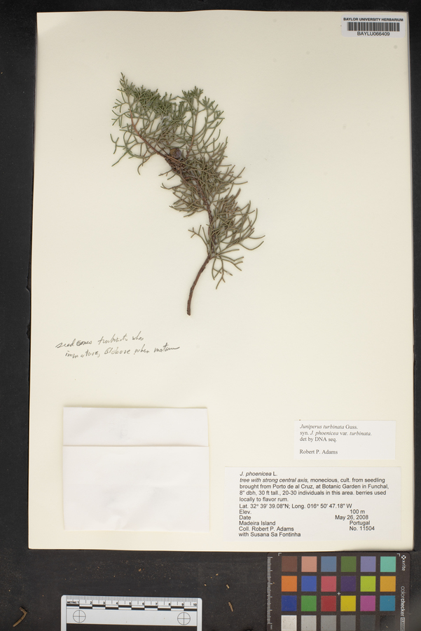 Juniperus phoenicea subsp. turbinata image