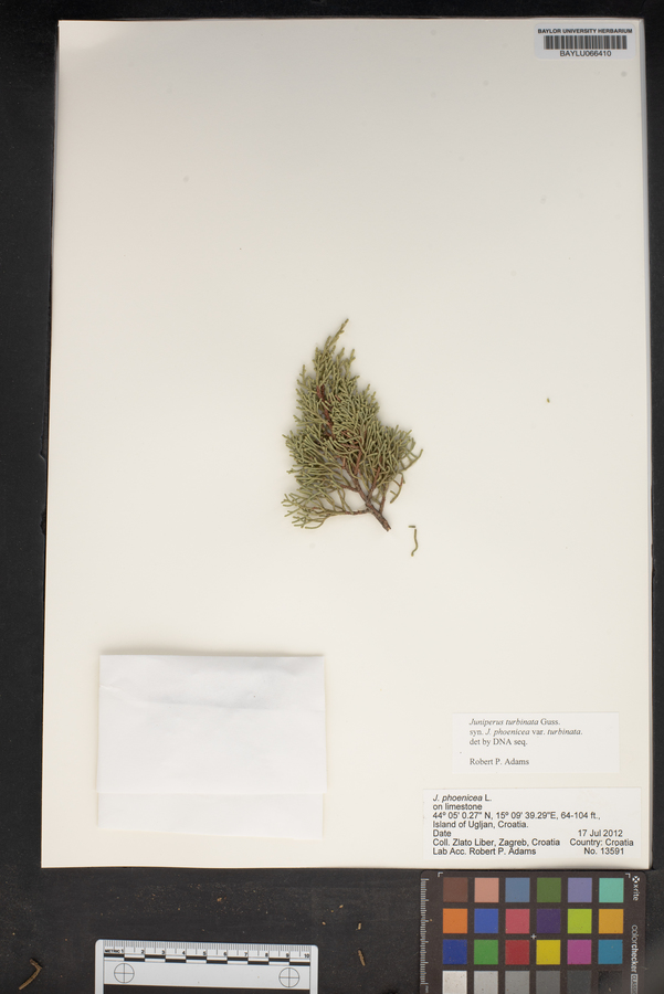 Juniperus phoenicea subsp. turbinata image