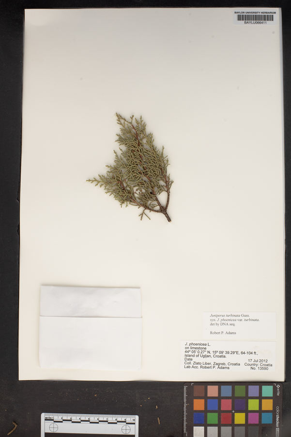 Juniperus phoenicea image