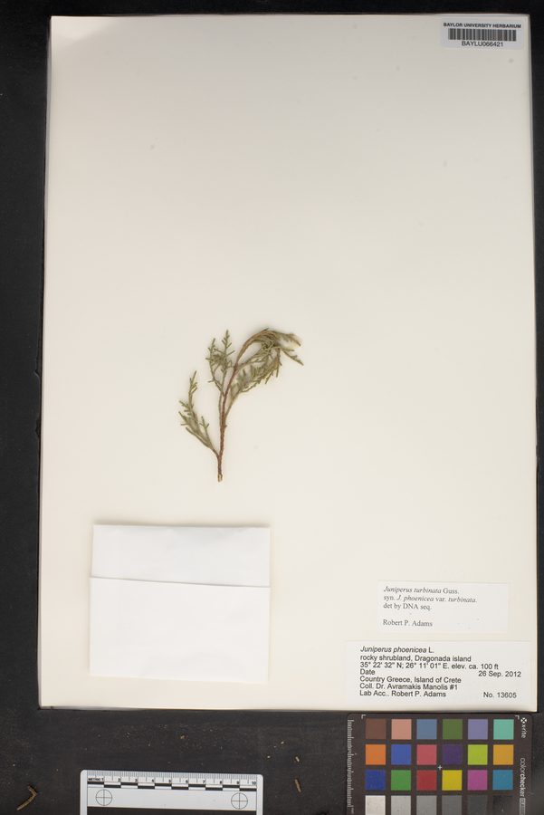 Juniperus phoenicea subsp. turbinata image