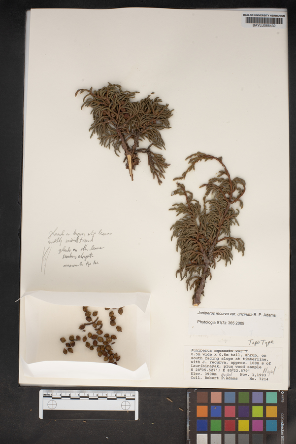 Juniperus recurva image