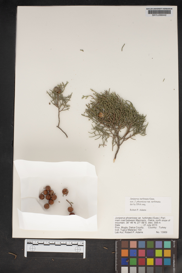 Juniperus phoenicea image