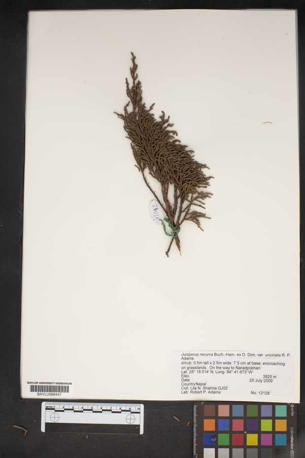 Juniperus recurva image