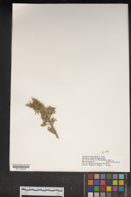 Juniperus polycarpos image